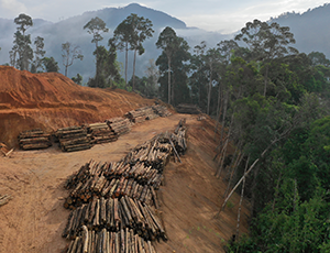 Wpływ wycinki lasów tropikalnych i głębokości zalegania skały macierzystej na bioróżnorodność i występowanie owadów z rzędu Phasmatodea z terenu prowincji Sabah (Borneo, Malezja).
