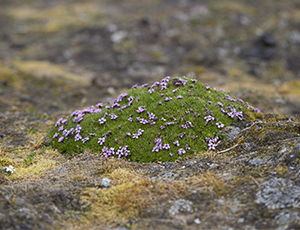 Wpływ różnych typów roślinności tundrowej na zawartość i skład molekularny materii organicznej w glebach z wieloletnią zmarzliną w środkowej części Spitsbergenu (Svalbard)
